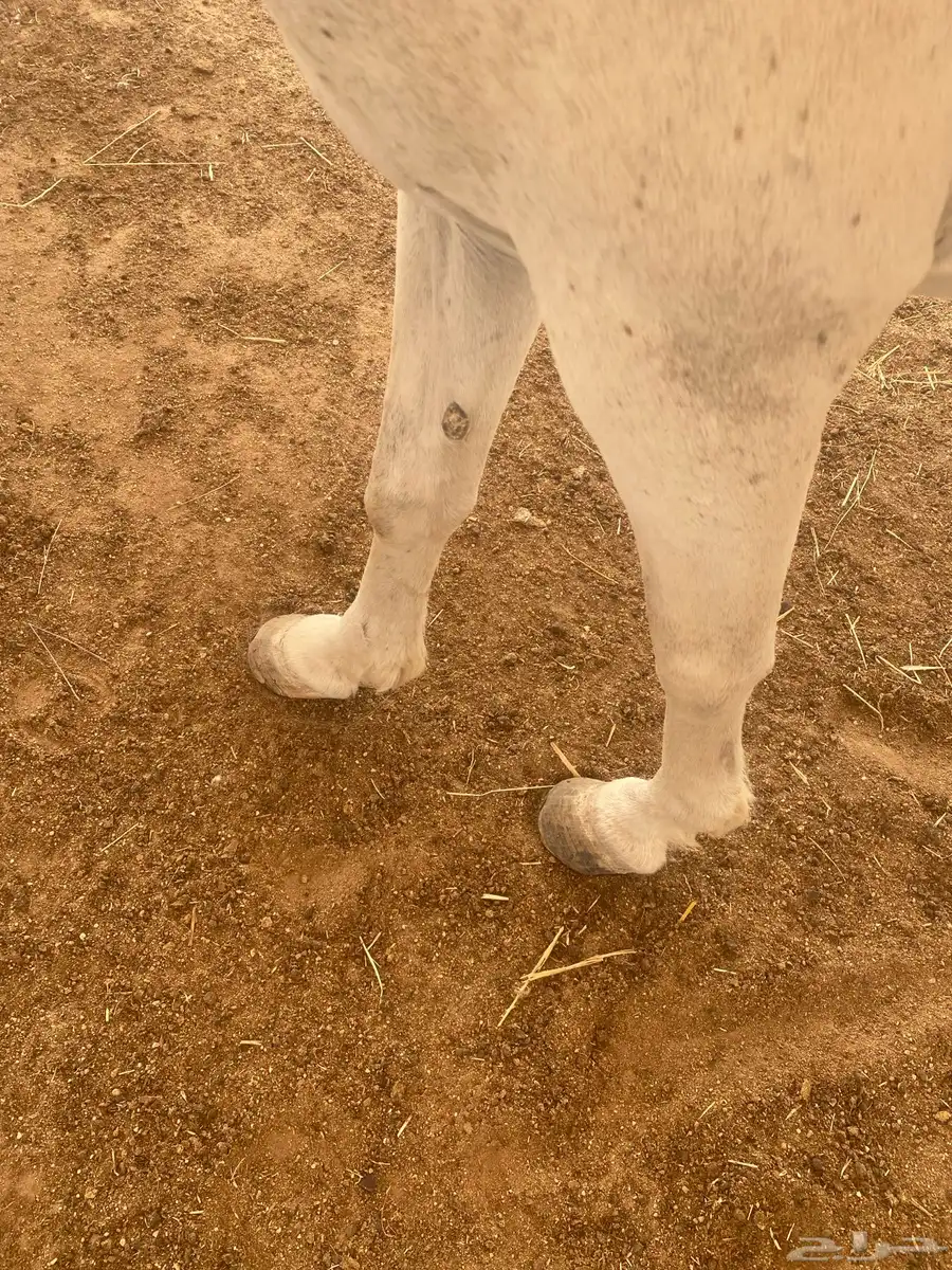 احصان 2