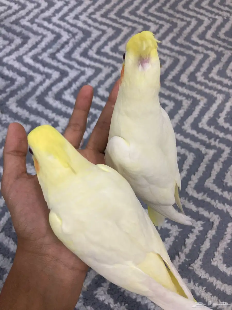 فروخ كروان لاتينو 2