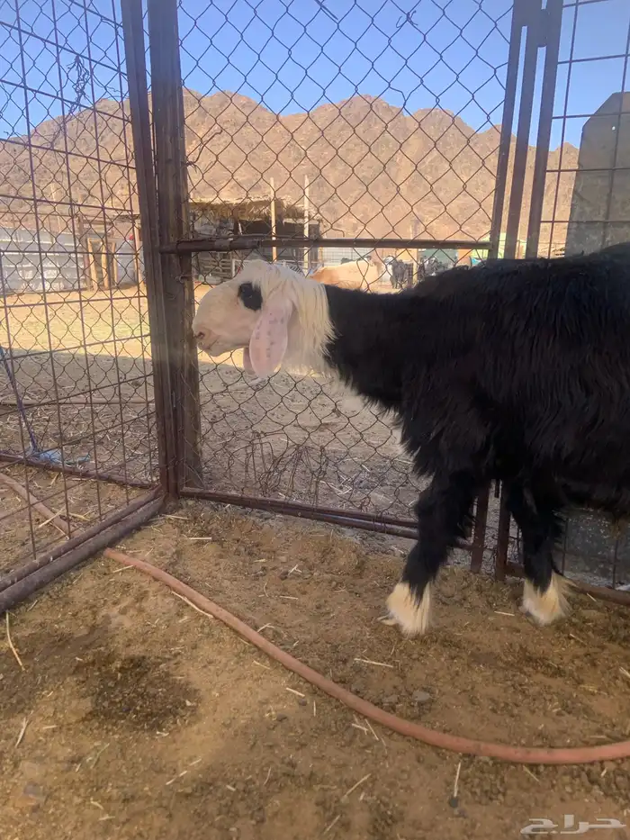 ذبيحة نجدي 1