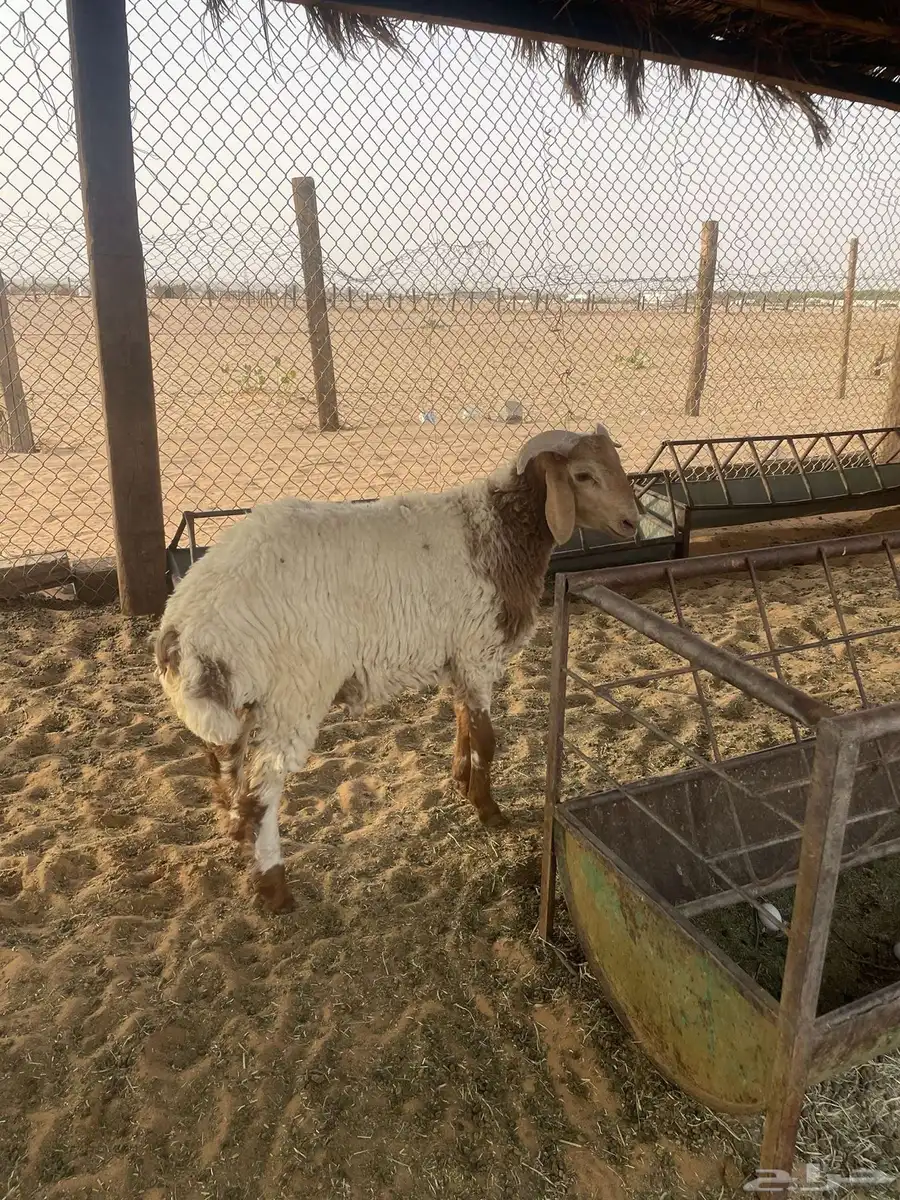 خروف مهجن 1