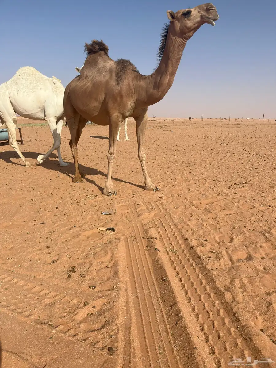 حمراء طيبه 2