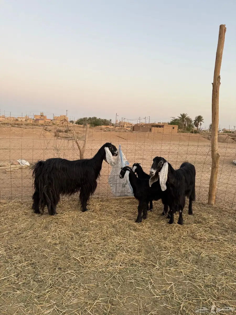معزاء مواليد 2