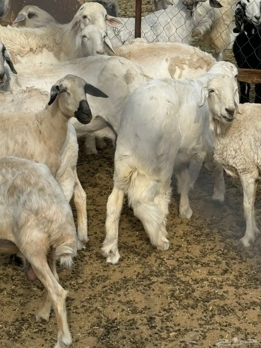خروف للبيع 0