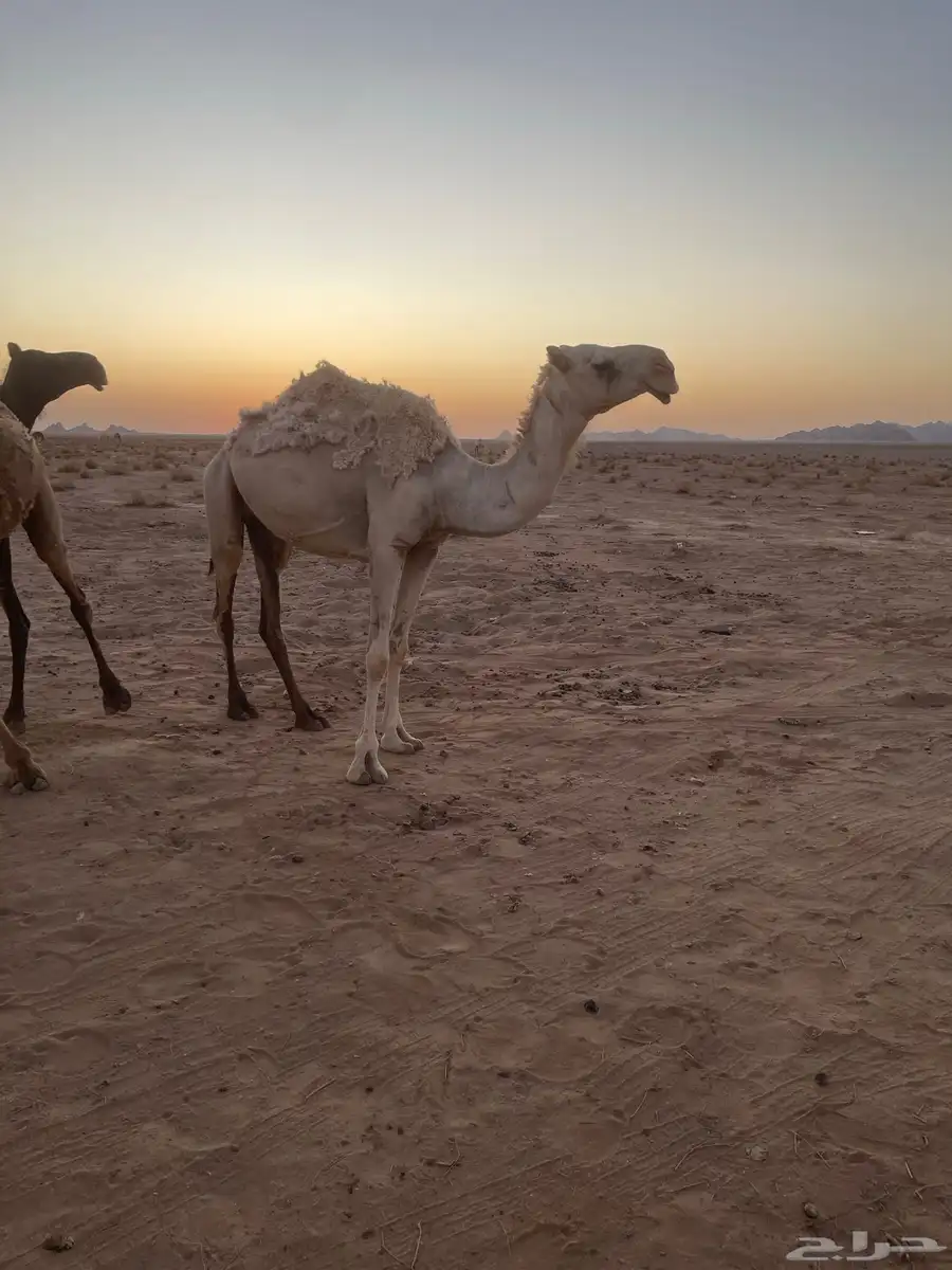 ناقه للبيع 0