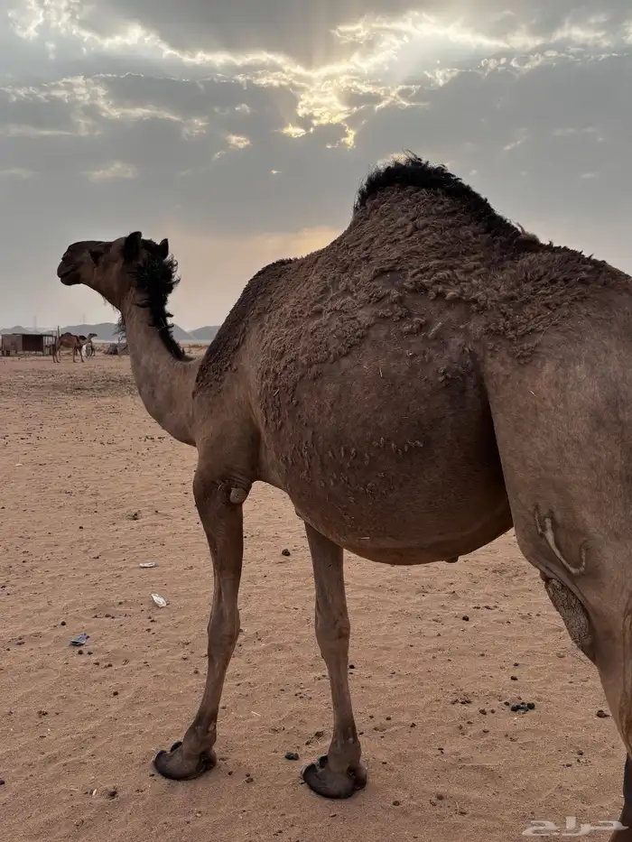 لقحات في ثمانيه شهور 5