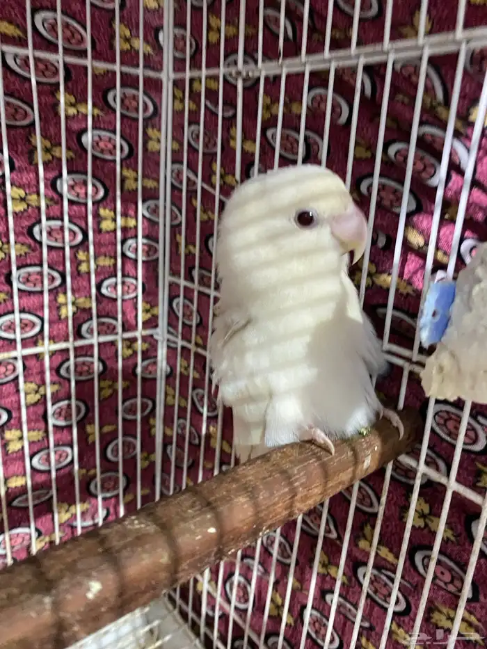 جوز روز منتج و جاهز تم البيع 2