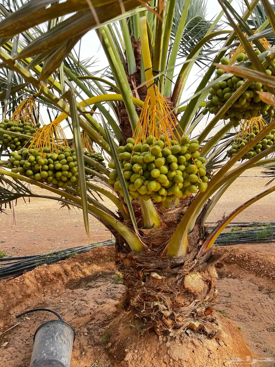 نخل للبيع اخلاص صقعي هلالي نبت سلطان برحي سكري مصيفه نخيل 4