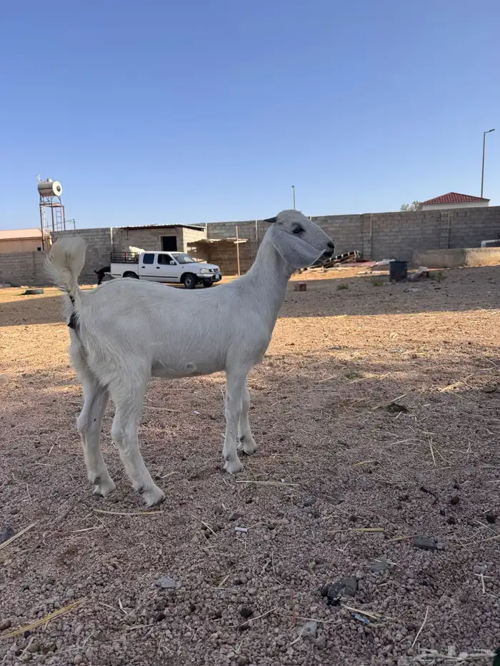 جفره مندي 4