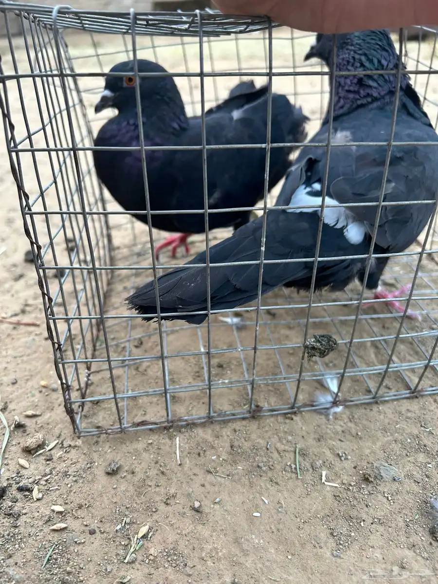 حمام مشكل نضيف من إلا مراض 11