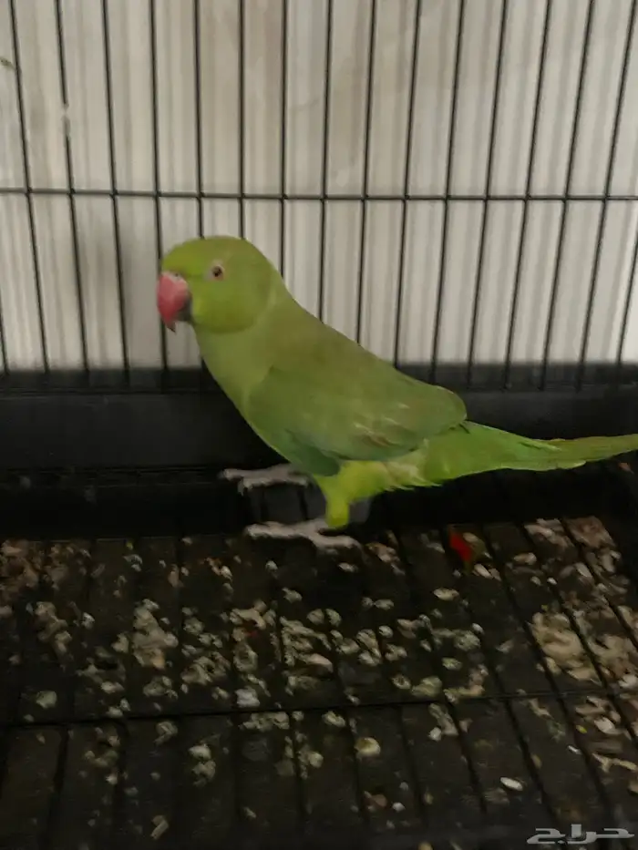 دره هندي ذكر 0