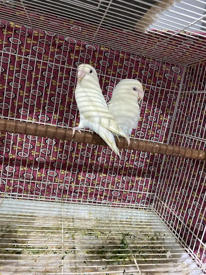 جوز روز منتج و جاهز تم البيع 7