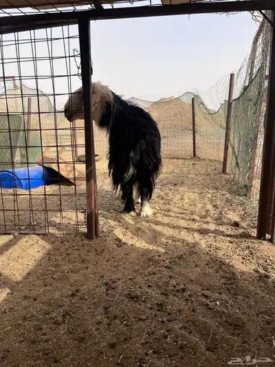 فحل نجدي صنف مشروط 11