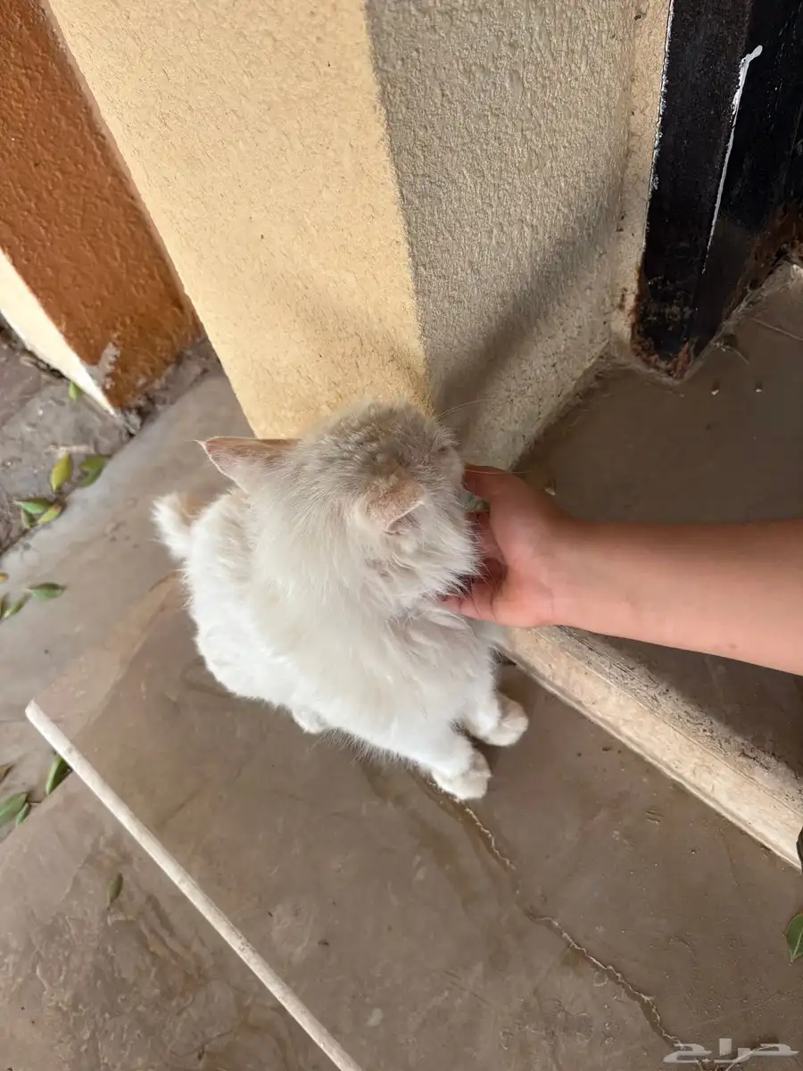 قطه شيرازيه 1