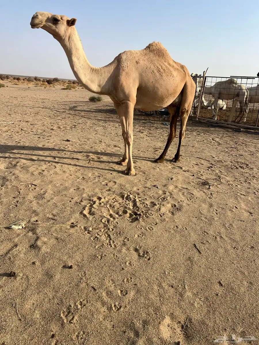 لقحه حبشاء شعلا 2