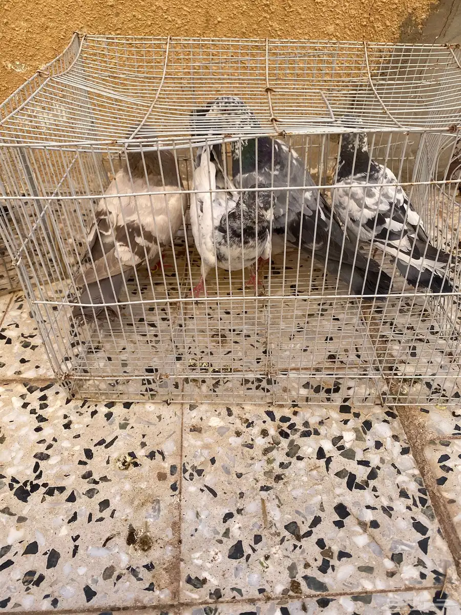 للبيع حمام صحة شرط 3