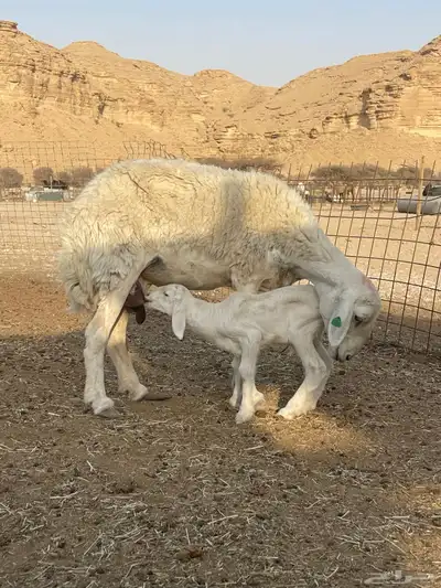 شاه حريه متبع 0