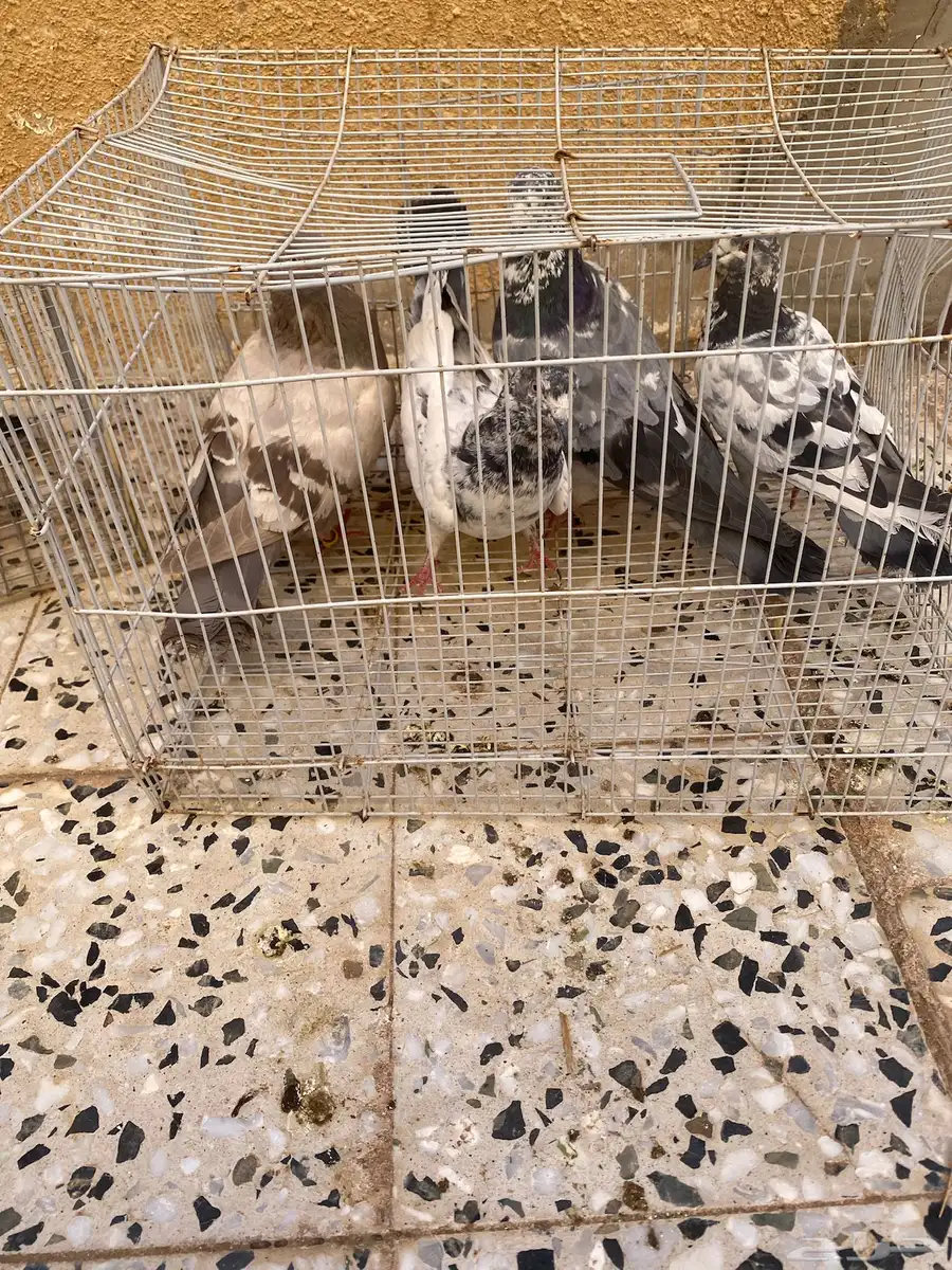 للبيع حمام صحة شرط 0