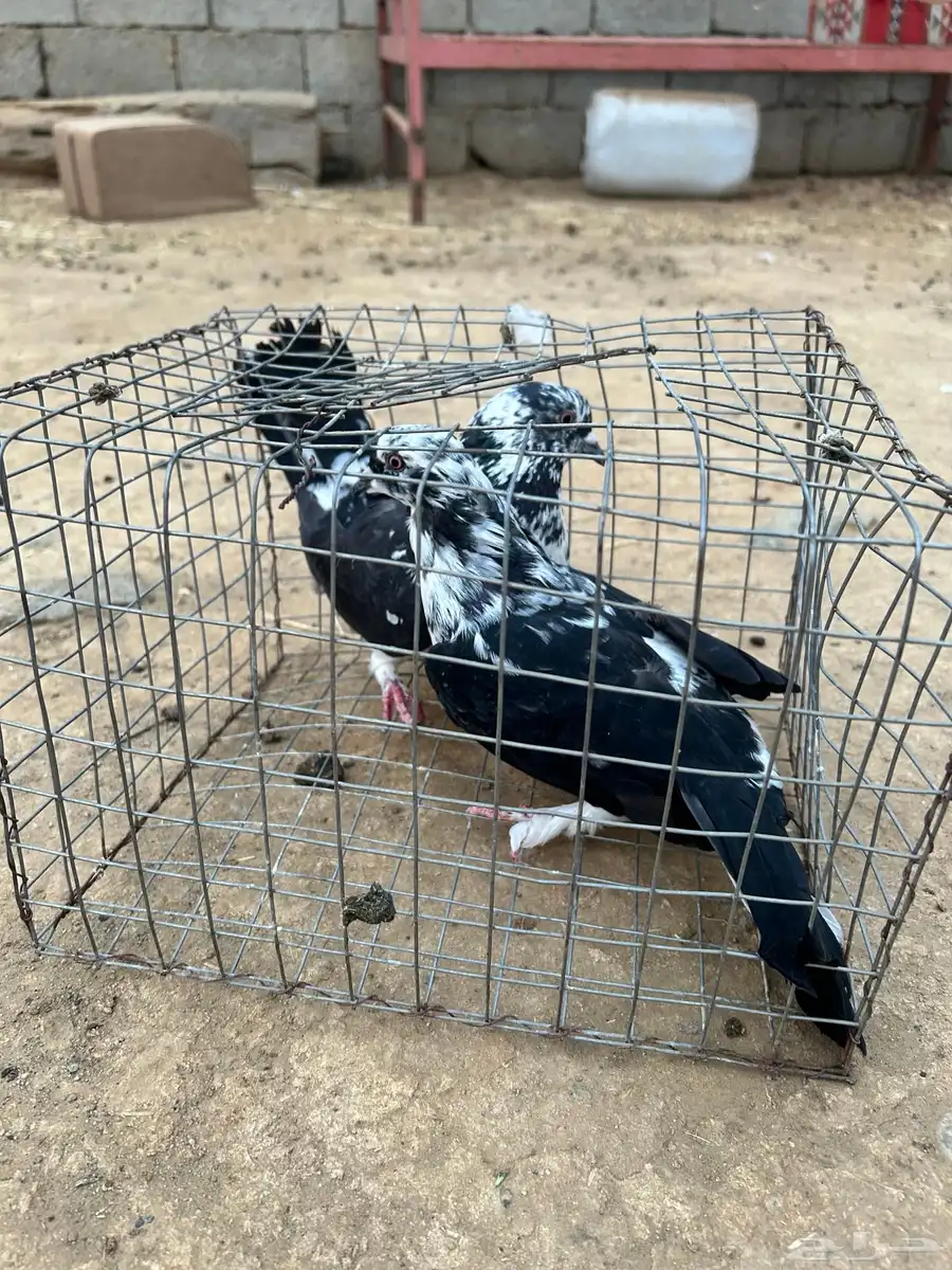 حمام مشكل نضيف من إلا مراض 3
