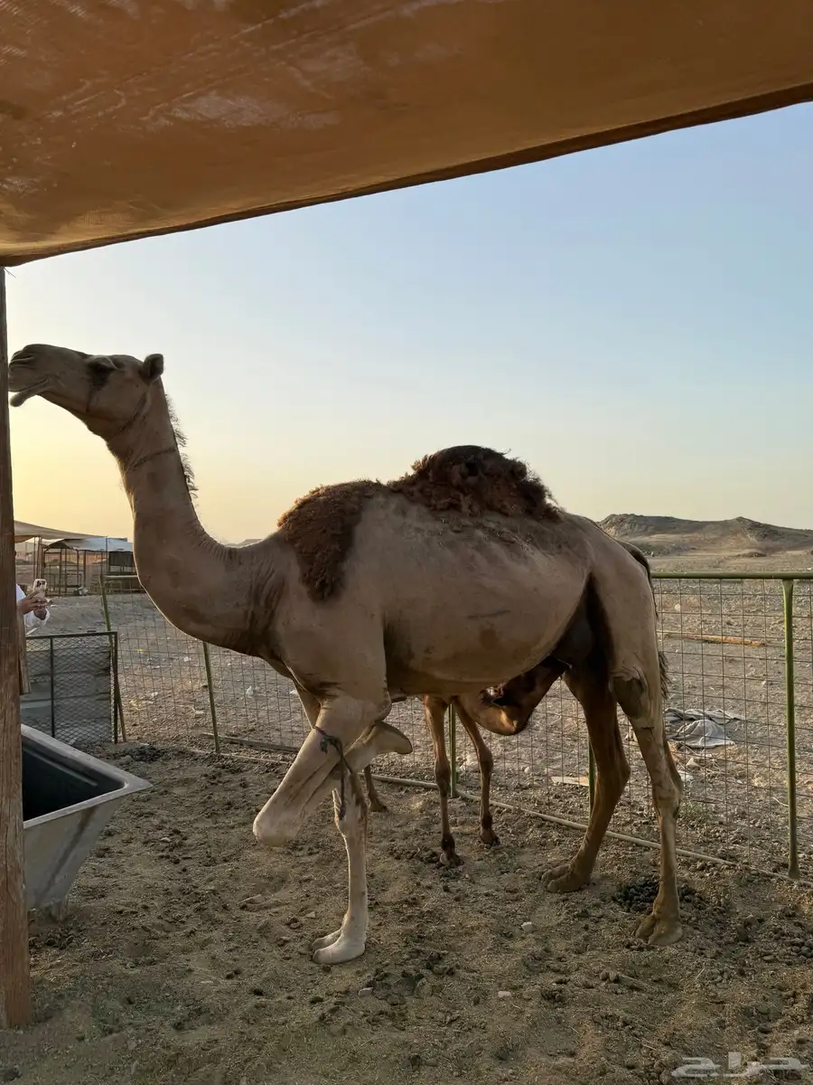 ناقة خلفه حمرا 2