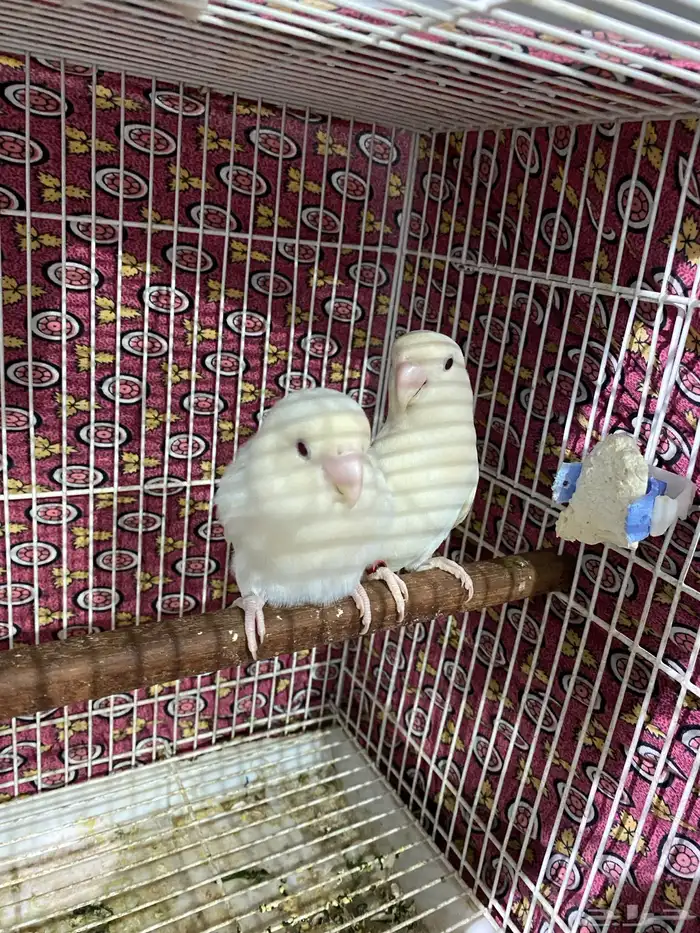 جوز روز منتج و جاهز تم البيع 5