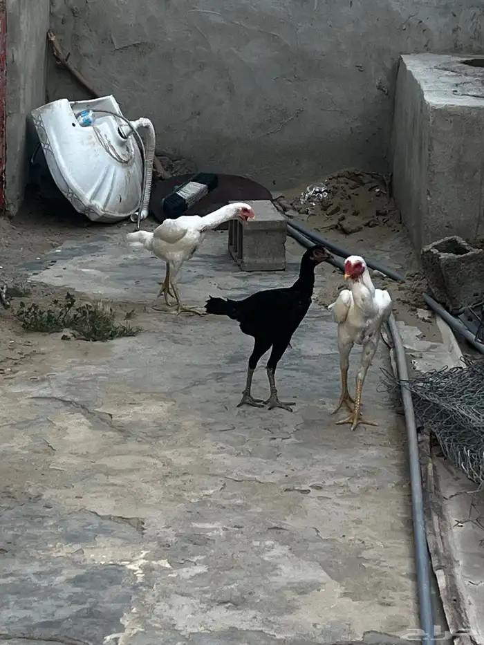 دجاج سندي 2