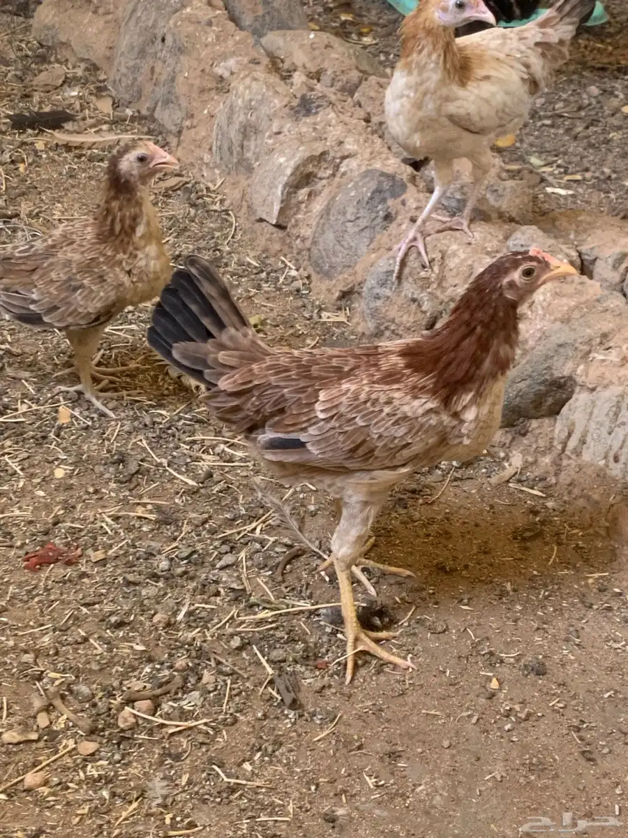 دجاج للبيع 6
