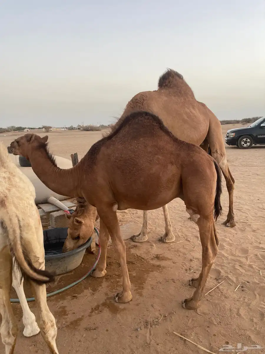 قعود يصلح مشروع فحل 0