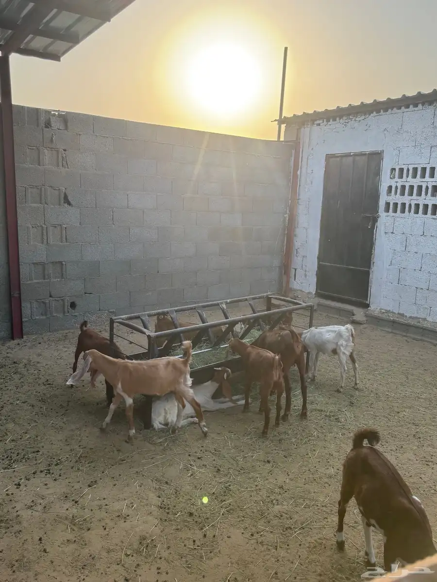يوجد ذبايح تيوس وخرفان طيبه وفل فل 0
