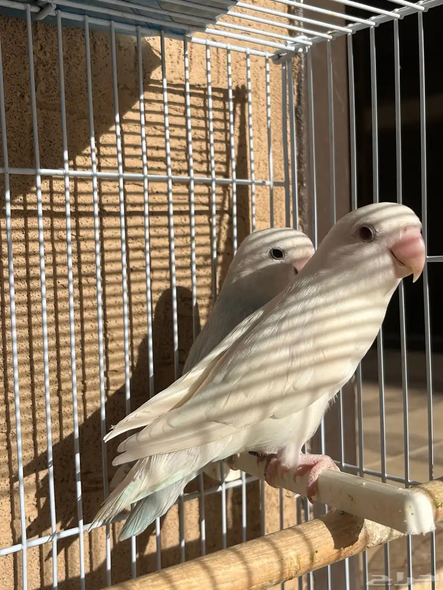 روز 2