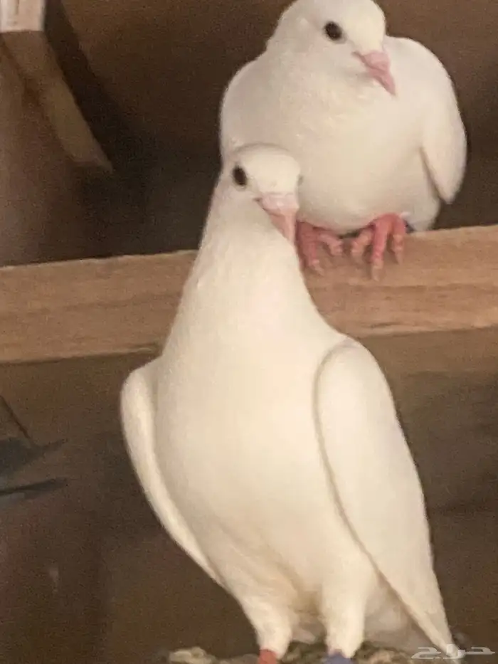 حمام ابيض 3