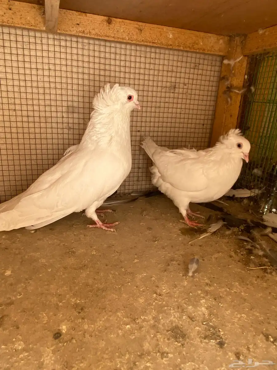 الرياض السويدي 1