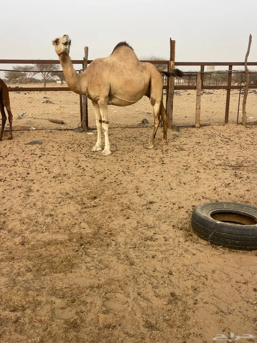 ناقه لقحه 1