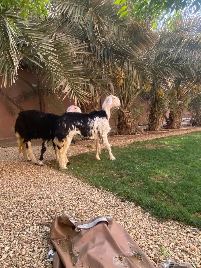 شياه نجد صنف تم البيع 1