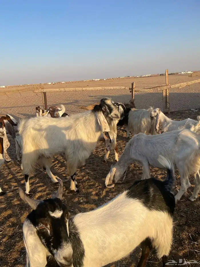 تيس البيع 1