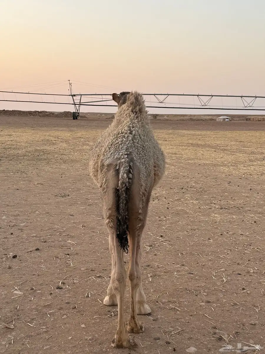 للبيع قعود لباني 1