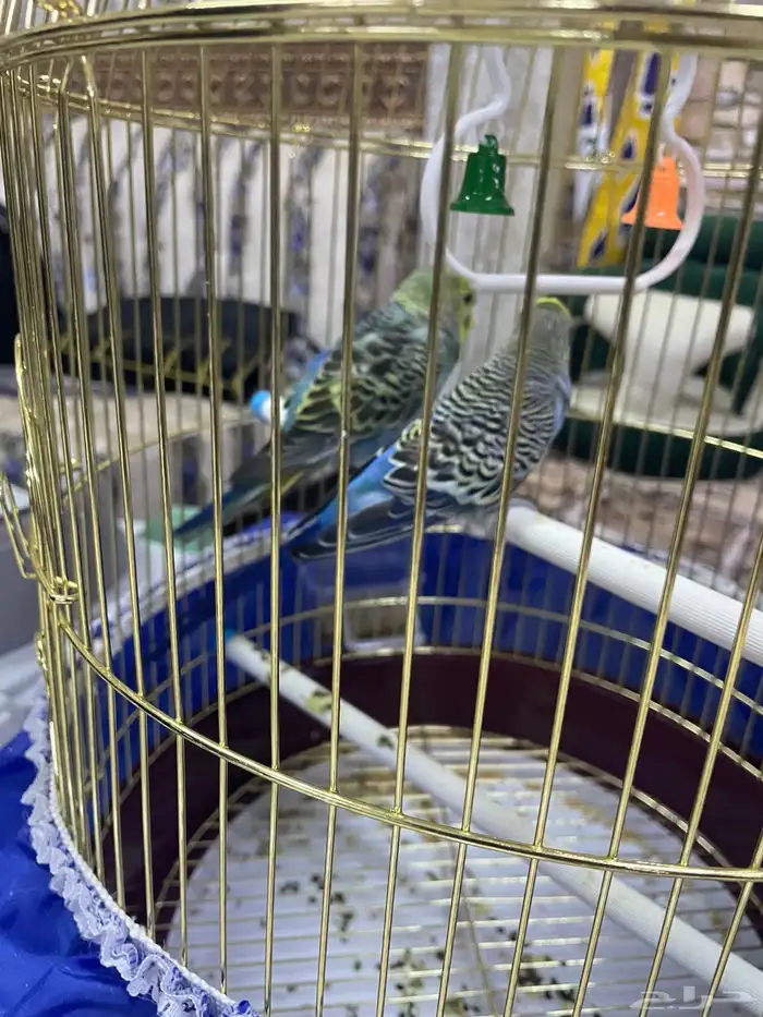 طيور 1