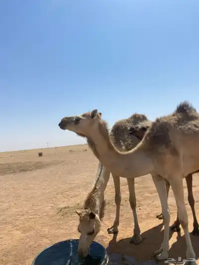 بكره جذعه طيبه 2