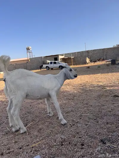 جفره مندي 6