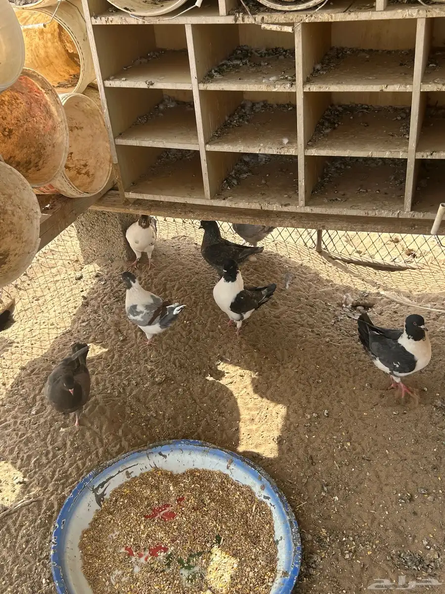 حمام كنق 0