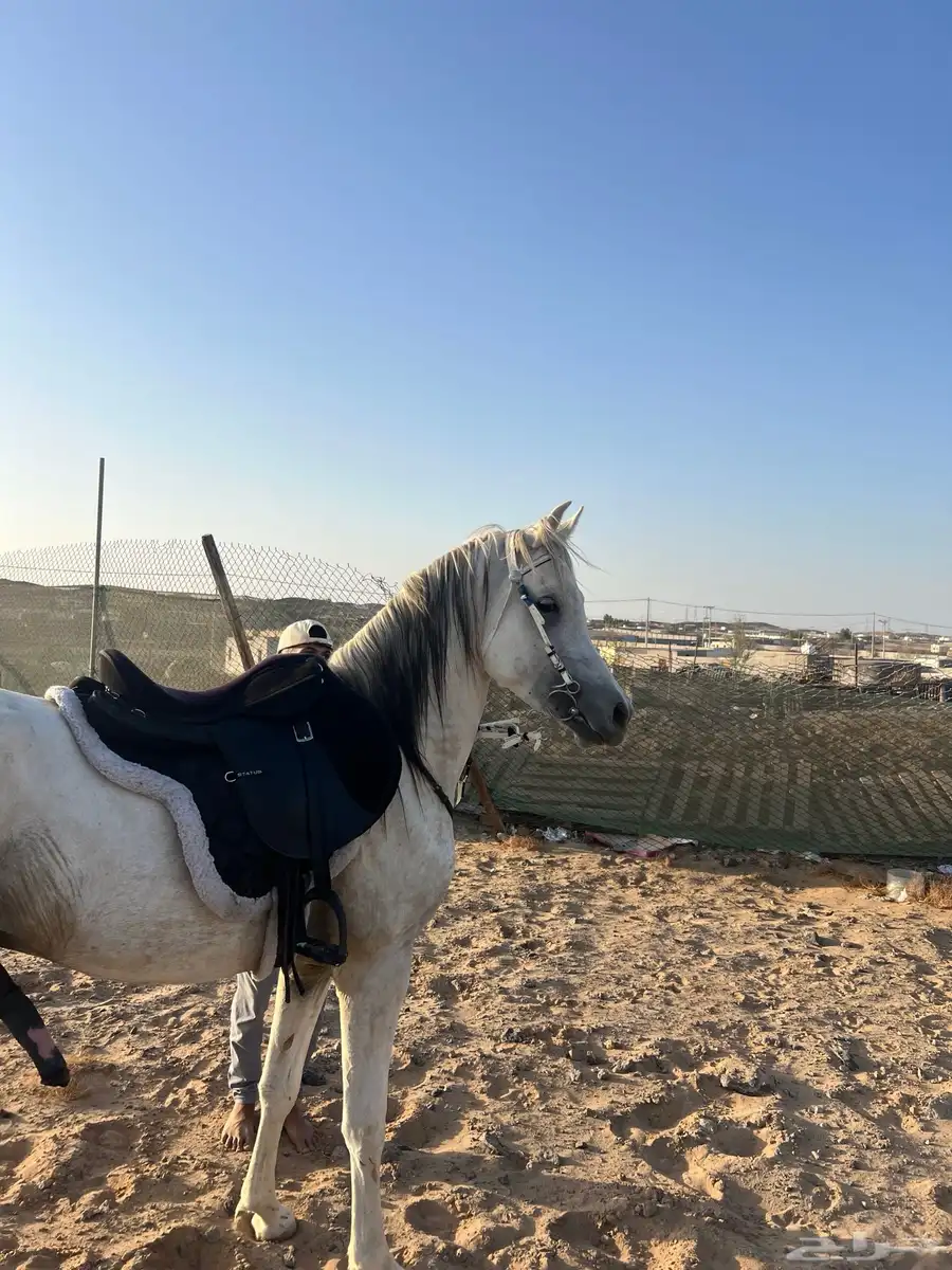 مهر مصري بيور للبيع 5