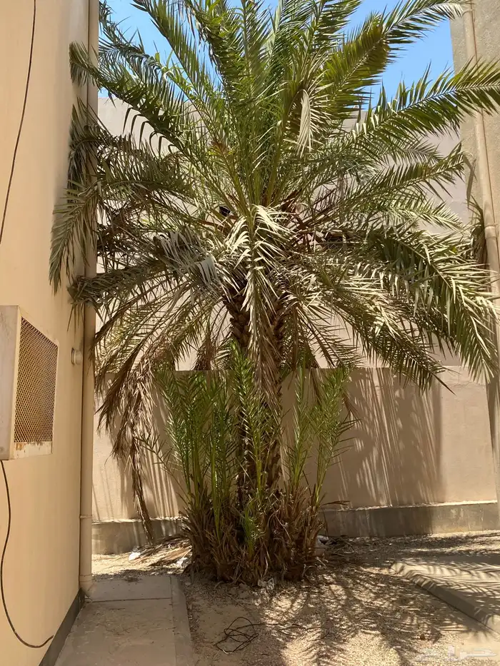 نخل وفسايل للبيع في الجبيل الصناعيه 4