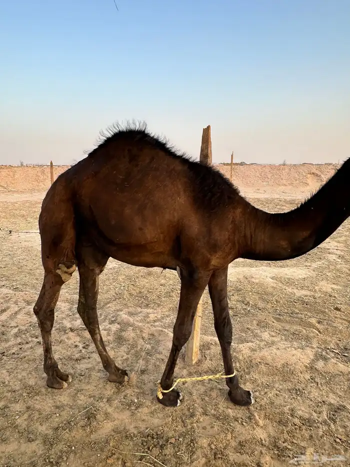 قعود مجهم مفرود 1