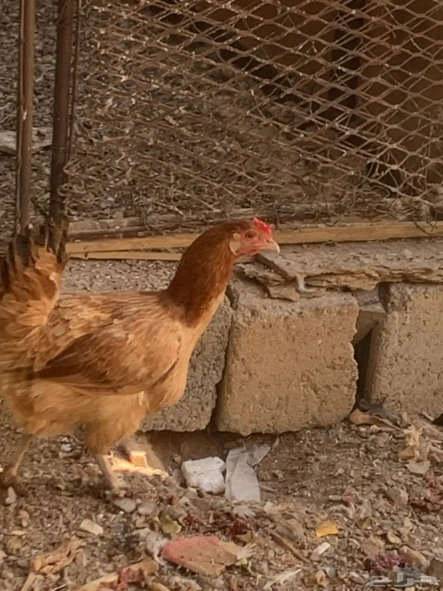 دجاج للبيع 1