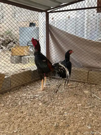 زوج باكستاني بطل 4