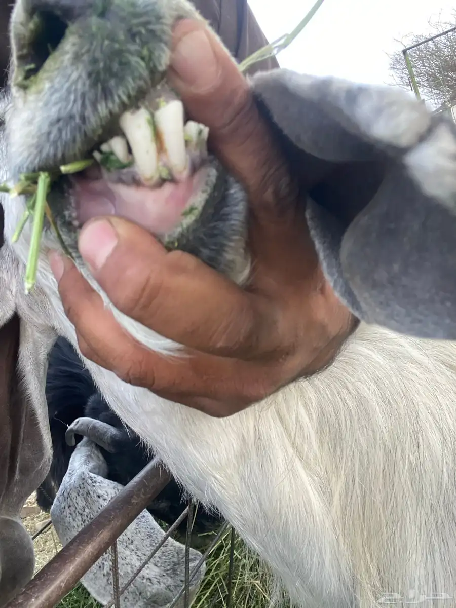 تيس فحل ثني مشروط 2