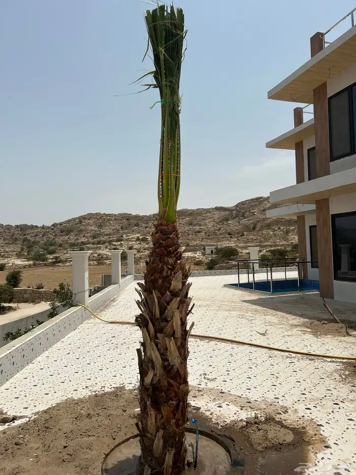 نخل للبيع الجنوب خميس مشيط ابهاء محايل عسير 1