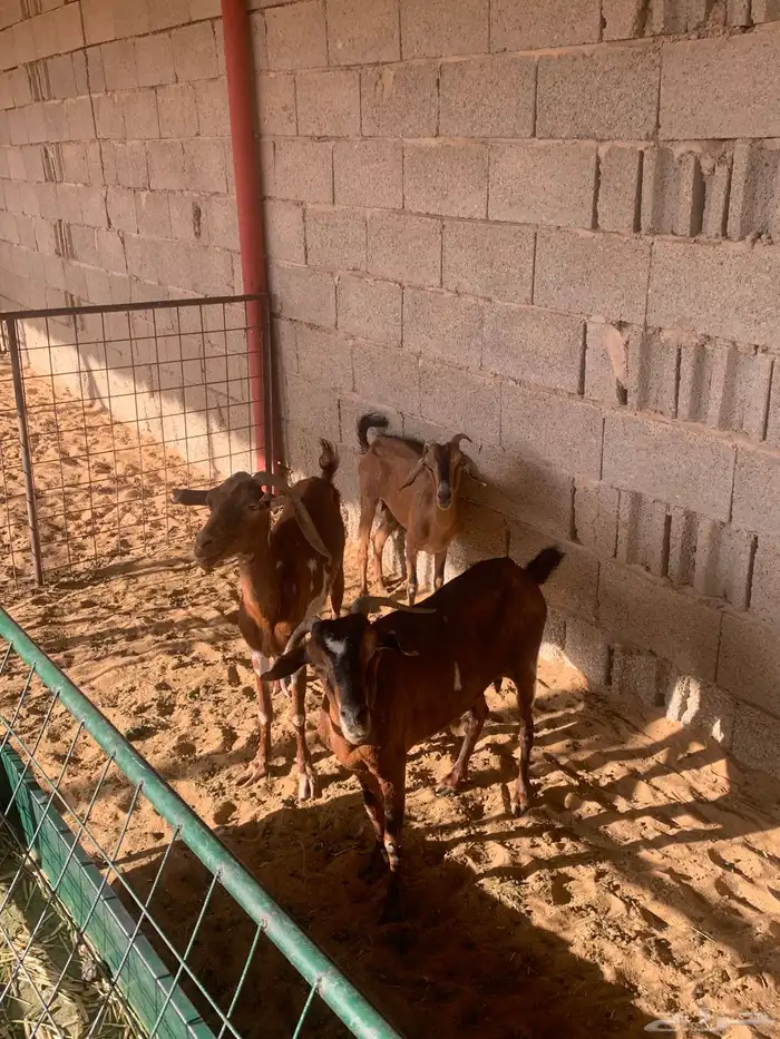 للبيع معزاء جنوبي العدد3 2