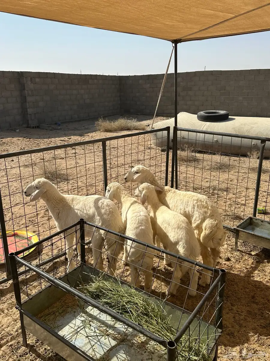 رخال صنف نضاف للبيع 0