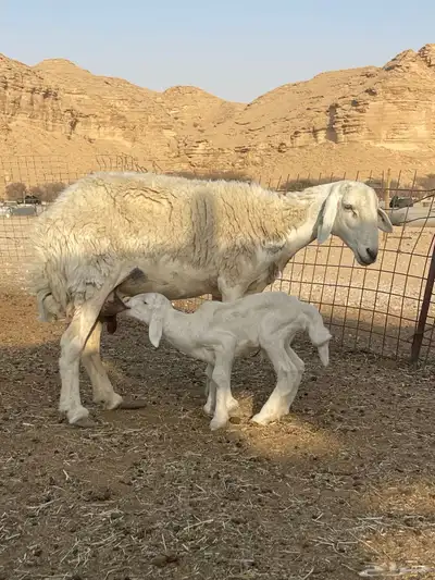 شاه حريه متبع 1