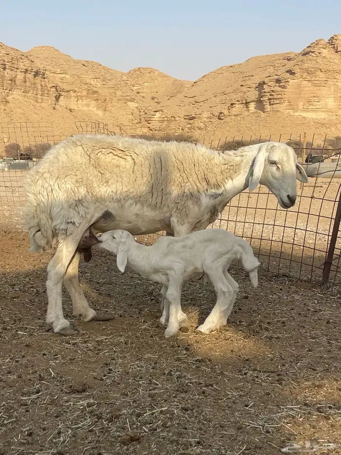 شاه حريه متبع 1